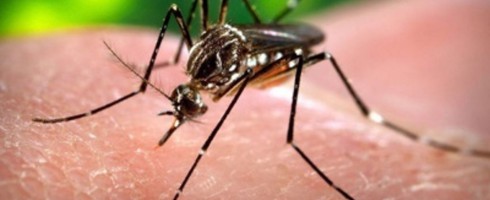 zika mosquito