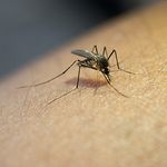 The Zika Virus In Florida, Texas, and California