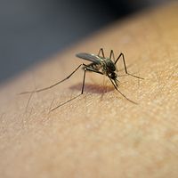 The Zika Virus In Florida, Texas, and California