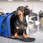Emergency & Disaster Pet Safety Preparedness